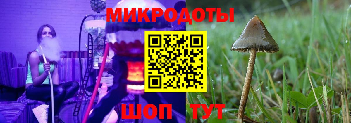 Псилоцибиновые грибы Psilocybe Ставрополь